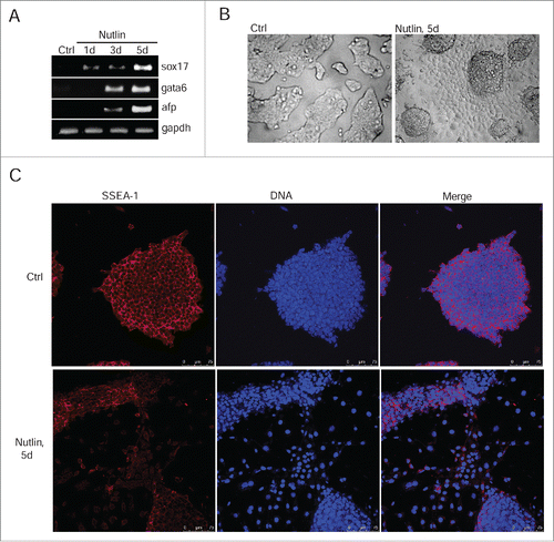 Figure 6. Nutlin-dependent activation of p53 induces differentiation of mESCs. (A) RT-PCR analysis of sox17, gata6 and afp RNA transcripts in mESCs untreated and treated with nutlin (10 μM) for 1, 3 and 5 days, gapdh was used as an internal control. (B) Representative images of mESCs colonies untreated and treated with nutlin (10 μM) for 5 d. Cells were examined using light microscope. (C) Immunofluorescent staining of mESCs with antibody to surface-specific marker SSEA-1 (red) after 5 d of nutlin treatment (10 μM). Nuclei were stained with DAPI (blue). Scale bar 75 μM.