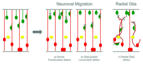 Figure 2. Hypothesis of the function of RhoA in migrating neurons and radial glial cells.
