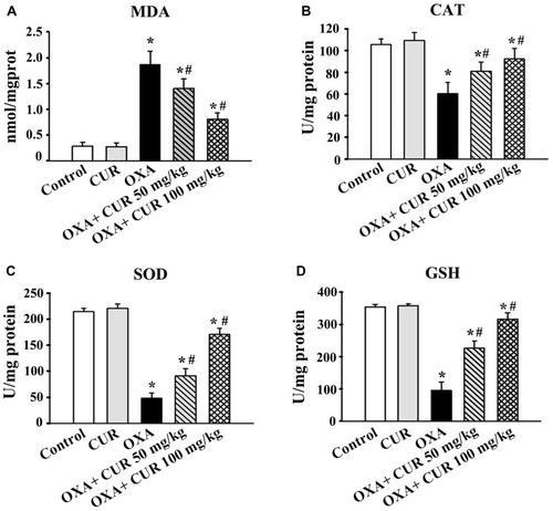 Figure 3 Effects of CUR on OXA-induced oxidative stress. (A) MDA levels and activities of (B) SOD, (C) CAT, and (D) GSH in each group were measured. The results are presented as the mean ± standard deviation of five mice from each group. *P<0.01 vs control group, #P<0.01 vs OXA group.