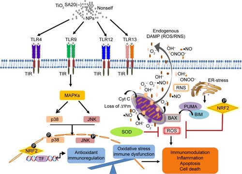 Figure 9 Overview of TiO2 NP-induced immunotoxicity that lead to TLRs-MAPK-mediated apoptotic macrophage cell death.Notes: TiO2 NPs exposure led to the simultaneous activation of TLR4, TLR9, TLR12, and TLR13 which triggered downstream p-p38MAPK and p-SAPK/JNK signaling inducing oxidative stress via ROS generation depleting endogenous antioxidant SOD and Nrf2. Conversely, mitochondrial membrane potential decreased elevating proapoptotic factors such as BIM, PUMA, and BAX ultimately resulting apoptotic immune cell death.Abbreviations: JNK, c-Jun N-terminal kinase; MAPK, mitogen-associated protein kinase; NPs, nanoparticles; TiO2, titanium dioxide; TLRs, toll-like receptors; ROS, reactive oxygen species; SOD, super oxide dismutase; Nrf2, nuclear factor erythroid 2-related factor 2; RNS, reactive nitrogen species.