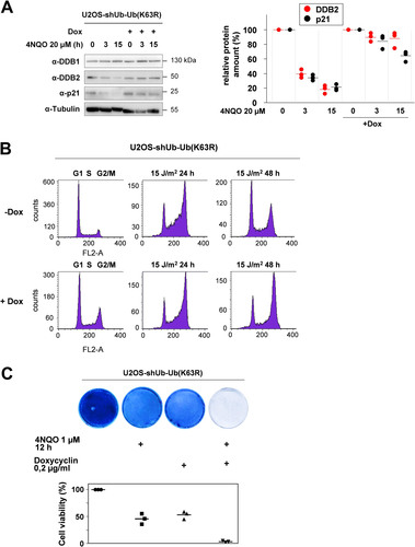 FIG 7 K63 ubiquitin chains contribute to DNA damage-induced decay of p21 and DDB2 and the regulation of cell cycle reentry and survival. (A) U2OS-shUb-Ub (K63R) cells were treated for 2 days with Dox, followed by the addition of 4NQO as shown. (A, left) Cell extracts prepared to monitor the decay of p21 and DDB2 by immunoblotting. (A, right) Quantification of protein expression from three independent experiments. Maximal expression in untreated cells was set to 1. Medians are indicated. (B) U2OS-shUb-Ub (K63R) cells were treated for 2 days with vehicle (−Dox) or Dox, followed by irradiation with UV and addition of fresh medium. The cell cycle distribution was analyzed in controls and 1 or 2 days after irradiation by fluorescence-activated cell sorter (FACS). A representative result is shown, and the cell cycle phases are indicated. (C) U2OS-shUb-Ub (K63R) cells were treated for 2 days with Dox and then treated for 12 h with 4NQO as shown. After exchange of the medium, the surviving cells were further grown to colonies that were stained with crystal violet. The bottom part shows a quantitative analysis of these experiments using the crystal violet assay kit. Staining of the untreated cells was set to 100%, and median values from three independent experiments are displayed.