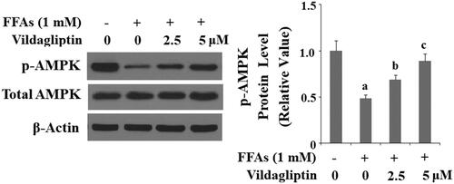 Figure 8. Vildagliptin mitigates FFA-induced AMPK inactivation. Human umbilical vein endothelial cells (HUVECs) were treated with high FFAs (1 mM) in the presence or absence of vildagliptin (2.5 μM, 5 μM) for 6 h. Phosphorylated and total AMPK was determined by western blot analysis (a, b, c, p<.01 vs. previous column group).