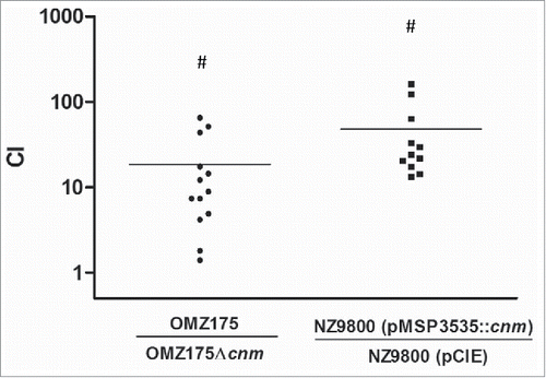 Figure 4. Expression of Cnm mediates bacterial adherence to aortic valve sections. A competition assay was developed to test the contribution of Cnm toward bacterial adherence to human aortic valves ex vivo. A 1:1 mixed infection of the valve sections was allowed for 90 min using Cnm+ and Cnm− strains. The competitive index (CI) was calculated based on the initial inocula, where a value of “=1” represents no difference and “>1” represents preferred binding by the numerator strain.