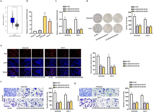 Figure 1. ZSCAN16-AS1 facilitates proliferation, migration and invasion and suppresses apoptosis of HCC cells. A) Analysis of ZSCAN16-AS1 expression in LIHC with the help of GEPIA 2 database. B) Expression of ZSCAN16-AS1 in HCC cells (Hep3B, HCCLM3 and Huh-7) and THLE-3 cells from RT-qPCR analysis. C) Expression of ZSCAN16-AS1 in HCCLM3 and Huh-7 cells after shRNAs transfection. D-E) Effects of ZSCAN16-AS1 silence on proliferation of HCCLM3 and Huh-7 cells were measured through colony formation and EdU assays. F-G) Effects of ZSCAN16-AS1 downregulation on HCC cell migration and invasion capacities were measured through transwell assays. *P < 0.05, **P < 0.01