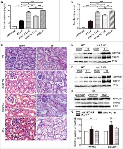 Figure 5. Pink1 and/orPark2 deficiency worsens renal ischemia-reperfusion-induced kidney injury. pink1 knockout (KO), park2 KO, pink1park2double-KO (dKO), and wild-type (WT) mice (male, 8–10-wk old) were subjected to 30 min of bilateral renal ischemia followed by 48 h of reperfusion (I-R) or sham operation (Sham). (A) Blood samples were collected for measurements of serum creatinine.(B) Representative histology of kidney cortex by hematoxylin-eosin (H-E) staining.Bar: 25μm. (C) Pathological score of tubular damage. (D-F) Whole tissue lysate of kidney cortex was collected for immunoblot analysis of HAVCR1, TRP53 and PPIB. (G) Densitometry of HAVCR1and TRP53 signals to compare I-R induction in park2-KO, pink1-KO, and double-KO tissues. The HAVCR1and TRP53 signals were normalized to the PPIB signal of the same samples to determine the ratios. The ratios of park2 KO were arbitrarily set as 1. Error bars: SEM, n = 3. *p<0.05; **p<0.01; ***p<0.001; ns, not significant.