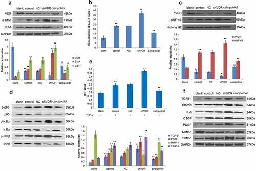 Figure 3. VDR regulates the expression of fibrosis-related factors through the NF-κB pathway to affect liver fibrosis. (a) The protein expression of VDR, α-SMA, and Col-1 in TNF-α-stimulated LX-2 cells following VDR knockdown or calcipotriol treatment were detected by Western blot. (blank: blank control group with conventional culture; control: experimental control group with TNF-α stimulation; NC: negative control group with TNF-α stimulation and transfection with shRNA-NC plasmid; shVDR: TNF-α stimulation and transfection with an shRNA-649 plasmid for knockdown VDR; calcipotriol: co-stimulated with TNF-α and calcipotriol). (b) The Col-1 content in the cell supernatant was validated by ELISA. (c) The expression of nVDR and nuclear NF-κB in TNF-α-stimulated LX-2 cells following VDR knockdown or calcipotriol treatment was detected by the Western blot. (d) The expression of p-IκBα, IκBα, p-IKKβ, IKKβ, p-p65 and p65 in TNF-α-stimulated LX-2 cells following VDR knockdown or calcipotriol treatment were detected by the Western blot. (e) The effects of VDR knockdown or calcipotriol treatment on the proliferation of TNF-α-stimulated LX-2 cells detected by CCK8 assay. (f) The expression of TGFβ-1, desmin, IL-6, CTGF, PDGF, MMP-1, and TIMP-1 in TNF-α-stimulated LX-2 cells following VDR knockdown or calcipotriol treatment were detected by Western blot.