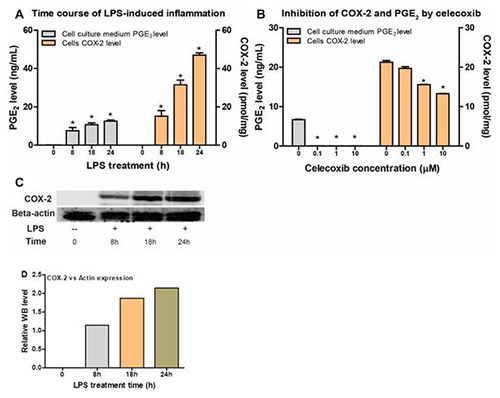 Figure 3 The correlation between PGE2 levels and COX-2 levels from Raw264.7 cells with or without LPS induction and celecoxib inhibition. (A) PGE2 production and COX-2 expression levels in Raw264.7 cells in the absence or presence of LPS for 8h, 18h and 24h. (B) PGE2 production and COX-2 expression levels in the presence of celecoxib at different concentrations (0, 0.1, 1, and 10 µM). (C) Western blot results of Raw264.7 cells with LPS stimulation at indicated time (8h, 18h and 24h). (D) WB statistical results for relative COX-2 expression level in Raw264.7 cells with LPS treatment.