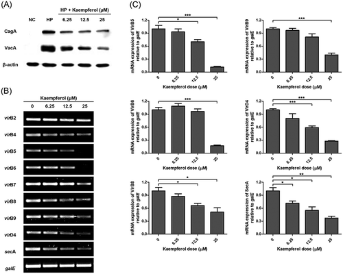 Figure 6. Inhibitory effects of kaempferol on the translocation of CagA and VacA to AGS cells.(a) AGS cells infected with H. pylori (200 MOI) were incubated with increasing concentrations of kaempferol (6.25, 12.5, and 25 μM). After 6 hours, the cell lysates were analyzed by Western blotting for expression of CagA (120 kDa) and VacA (58 kDa) proteins. β-actin (45 kDa) was used as an internal control. The experiments were conducted in triplicate. (b) H. pylori was incubated with increasing concentrations of kaempferol (6.25, 12.5, and 25 μM). After 24 hours, total RNA was extracted and mRNA levels of Type IV secretion system components and secA were determined by RT-PCR. galE was used as an internal control. (c) Representative histogram of the PCR bands were analyzed by ImageLab software. The experiments were conducted in triplicate and the results were evaluated by Student’s t-test (*P < 0.05, **P < 0.01 and ***P < 0.001).