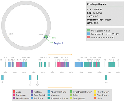 Figure 4. Prophage region identified in the L. plantarum 13–3 genome by PHASTER.