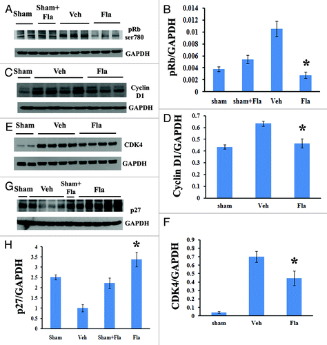 Figure 2. Systemic administration of flavopiridol attenuates cell cycle activation after SCI. Western blot analysis showed that flavopiridol treatment significantly reduced the SCI-induced increase in phosphorylation of Rb (ser780, A-B) and expression of cyclin D1 (C-D) at 3 d post-injury. Expression levels of CDK4 were also markedly attenuated by flavopiridol at 4 weeks after SCI (E-F). Inhibition of endogenous CDK inhibitor p27 was significantly rescued by flavopiridol administration at 4 weeks post-injury (G-H). Representative western blots are shown in the left panel. Mean values and SEM of protein expression levels normalized to GAPDH are shown in the right panel. *p <0.05 compared with sham group. n = 3–5/group.