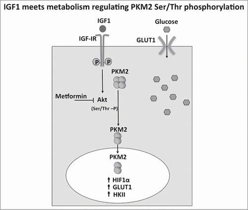 Figure 8. IGF1 meets metabolism regulating PKM2 Ser/Thr phosphorylation. IGF1 induced Akt phosphorylation and then Ser/Thr PKM2 phosphorylation in a sequential manner. The increase of PKM2 dimers and the decrease of pyruvate kinase activity are associated to PKM2 nuclear localization. This results in the up regulation of genes involved in glucose uptake such as HIF1 α, GLUT1, HK2. This transcriptional effect potentiate glucose uptake induced by IGF1.