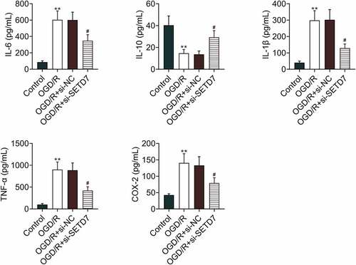 Figure 2. Knockdown of SETD7 suppressed inflammatory response in OGD/R-induced PC12 Knockdown of SETD7 attenuated OGD/R-induced decrease of IL-10, increase of IL-6, IL-1β, TNF-α, and COX-2 in PC12. #, ## vs. OGD/R+ siNC, p < 0.05, p < 0.01. ** vs. control, p < 0.01.