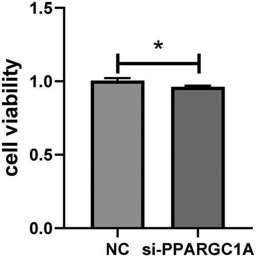 Figure 3. Impact of PPARGC1A gene knockdown on BuMEC viability.