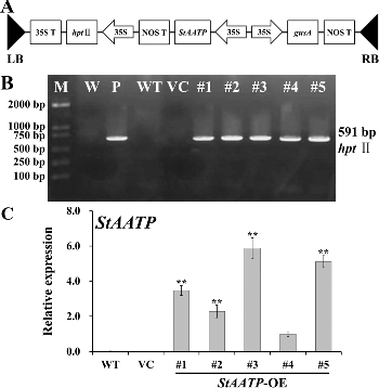 Figure 4. Molecular confirmation of transgenic plants. Schematic diagram (A) of the T-DNA region of binary plasmid pCAMBIA1301-StAATP: LB, left border; RB, right border; hptII, hygromycin phosphotransferase II gene; StAATP, potato plastidic ATP/ADP transporter protein gene; gusA, β-glucuronidase gene; 35S, cauliflower mosaic virus (CaMV) 35S promoter; 35S T, CaMV 35S terminator; NOS T, nopaline synthase terminator. PCR analysis (B) of StAATP-expressing Arabidopsis plants: Lane M, DL2000 DNA marker (Transgen, Beijing, China); Lane W, water as a negative control; Lane P, plasmid pCAMBIA1301-StAATP as a positive control; Lane WT, wild type; VC, control vector; Lanes #1–#5, different transgenic lines. Expression levels (C) of StAATP in different transgenic lines. The Arabidopsis actin gene was used as an internal control.