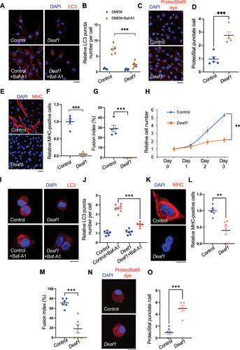 Figure 3. Deaf1 overexpression suppresses autophagy and inhibits MuSC proliferation and differentiation in mammals. (A–B) DEAF1 inhibits autophagosome formation in C2C12 myoblasts. C2C12 cells stably infected with lentivirus expressing Deaf1 were cultured in DMEM with or without Bafilomycin A1 (BafA1) treatment for 4 h and then subjected to immunofluorescence with anti-LC3B (red) and DAPI (blue) (A). LC3 puncta were quantified in (B). Scale bar: 20 µm. (C–G) Deaf1 overexpression induces protein aggregate formation and blocks myoblast differentiation. C2C12 myoblasts stably infected with lentivirus expressing Deaf1 were cultured in DMEM with 10% FBS or with 2% horse serum (for induction of muscle differentiation) and subjected to immunofluorescence with ProteoStat® aggresome dye (C, red) to monitor protein aggregates or anti-MHC antibody (E, red) to indicate differentiated cells. Nuclei were stained with DAPI (blue). Protein aggregates and differentiated cells were quantified in (D) and (F) respectively. Fusion index which is calculated as the percentage of nuclei incorporated in the myotubes relative to the total number of nuclei was shown in (G). Scale bar: 20 µm (C) and 50 µm (E). (H) Deaf1 expression represses cell growth. Cell counts on day1–3 after seeding. (I-J) DEAF1 decreases autophagy flux in isolated MuSCs from mouse muscles. Purified MuSCs infected with lentivirus expressing Deaf1 were treated with or without Baf-A1 for 4 h and subjected to immunofluorescence with anti-LC3B (red) and DAPI (blue) (I). LC3 puncta were quantified in (J). Scale bar: 10 µm. (K–O) DEAF1 represses MuSC differentiation as well as increases protein aggregates. Purified MuSCs infected with lentivirus expressing Deaf1 were cultured with or without 2% horse serum to induce muscle differentiation and were subjected to immunofluorescence with anti-MHC antibody (K, red) or ProteoStat® aggresome dye (N, red). Nuclei were stained with DAPI (blue). Myocytes, fusion index, and protein aggregates were quantified in (L), (M) and (O) separately. Scale bar: 10 µm.