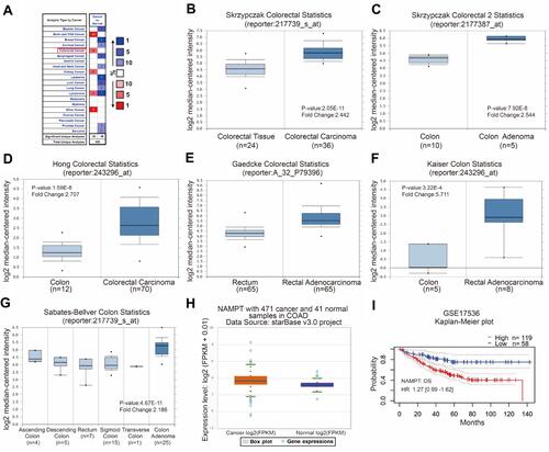 Figure 1 Bioinformatics analysis of NAMPT mRNA expression and the related survival plot in colorectal tissues. (A–G) Data were obtained from the microarray datasets of the Oncomine database. NAMPT was overexpressed in various types of cancers including colorectal cancer in A. High levels of NAMPT mRNA expression were observed in colorectal cancer compared with normal colorectal tissues in the microarray datasets of Skrzypczak in B and C, Hong in D, Gaedcke in E, Kaiser in F, Sabates-Bellver in G, respectively. (H) TCGA-COAD data was used to compare the NAMPT expression in colorectal cancer tissues with normal tissues. (I) Survival plot. The data from GSE17536 showed that high expression of NAMPT mRNA was associated with short overall survival (OS) in CRC patients.