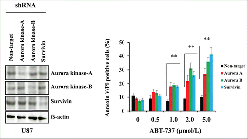 Figure 5. Targeting Aurora kinase A, Aurora kinase B and survivin by RNA interference enhanced ABT-737-induced cytotoxicity. U87 cells were transfected with non-target or Aurora kinase A, Aurora kinase B or survivin shRNA as described in the Materials and Methods. Forty-eight hours post-transfection, cells were treated with the indicated concentrations of ABT-737 for 24 h, and viability was assessed by annexin V/PI apoptosis assay (right panel; ** P < 0.005 versus non-target shRNA control). In parallel, cell lysates were collected and protein was subjected to Western blot analysis using indicated antibodies. Immunoblots were stripped and reprobed with β-actin (left panel). Data are representative of triplicate studies from 3 independent experiments (**, P <0.005).