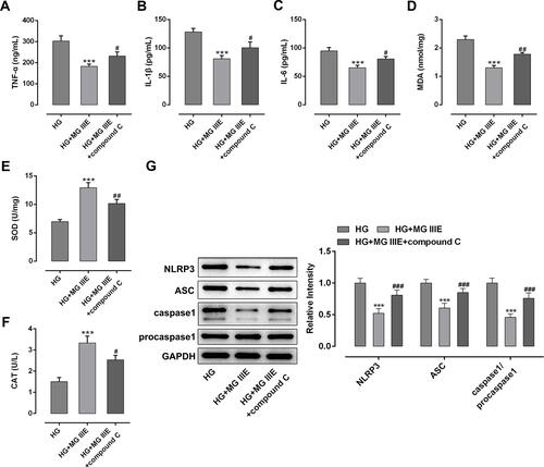 Figure 5 MG IIIE mitigated inflammation and oxidative stress by activating AMPK/SIRT1 signaling pathway in HG-induced podocytes. The levels of (A) TNF-α, (B) IL-1β and (C) IL-6 were determined using ELISA kits, respectively. The content of (D) MDA and the activities of (E) SOD and (F) CAT were evaluated using commercially available kits, respectively. (G) The expression of MCP-1, NLRP3, ASC and caspase1 proteins was examined by Western blot analysis. ***P<0.001 vs. HG; #P<0.05, ##P<0.01, ###P<0.001 vs. HG+ MG IIIE.