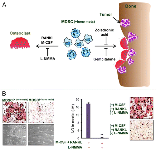 Figure 1. Role and mechanism of MDSC-mediated osteoclastogenesis in bone metastases. (A) As osteolytic cancers grow within bone, an increased influx of myeloid derived suppressor cells (MDSC(+bone mets)) is noted. When these MDSC(+bone mets) are cultured in the presence of receptor activator of nuclear factor-κB ligand (RANKL) and macrophage colony-stimulating factor (M-CSF), they undergo differentiation into multi-nucleated, acid phosphatase 5, tartrate resistant (ACP5)+ osteoclasts. Nitric oxide (NO) signaling is crucial for MDSC differentiation into osteoclasts and can be blunted using NG-monomethyl-L-arginine acetate (L-NMMA), an inducible NO synthase (iNOS) inhibitor. The adoptive transfer of MDSC(+bone mets) results in increased osteolytic lesions and tumor growth in the bone of recipient mice. MDSC-mediated osteolysis can also be controlled in vivo by gemcitabine or zoledronic acid. The administration of either these agents reduces MDSC abundance, hence limiting osteolytic lesions and tumor growth. (B) Data show that MDSC isolated from mice bearing bone metastases (MDSC(+bone mets)) are capable of differentiating into osteoclasts and resorbing bone, whereas MDSC from mice bearing non-metastatic tumors (MDSC(-bone mets)) failed to differentiate into osteoclasts or exert bone-resorbing functions. NO levels are elevated in MDSC(+bone mets) and NO production can be inhibited with L-NMMA. In the presence of L-NMMA, MDSC(+bone mets) fail to differentiate into osteoclasts, proving the critical role of NO in this process.