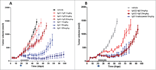 Figure 9. In vivo activity of IgA1-1g5 (A), IgA22-4g5 (B) purified as described in Figure 2 and IgG1 trastuzumab (A, B) in a BT-474 xenograft model in female FcαRI-transgenic SCID mice. Treatment was started at a tumor volume of 200-300 mm3 using single-dose trastuzumab (upward arrow) or multiple dosing of the IgA antibodies (small downward arrows). n = 8 animals per group; ± SEM.