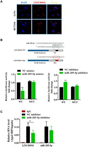 Figure 5 LINC00941 targets miR-205-5p. (A) Sublocalization of LINC00941 in LoVo and HCT116 cells detected by FISH analysis. (B) LINC00941 can target miR-205-5p was proved by luciferase reporter assays. (C) LINC00941 and miR-205-5p were enriched in Ago2 immunoprecipitates relative to control IgG immunoprecipitates.Scale bars,25μm. *P < 0.05, **P < 0.01.