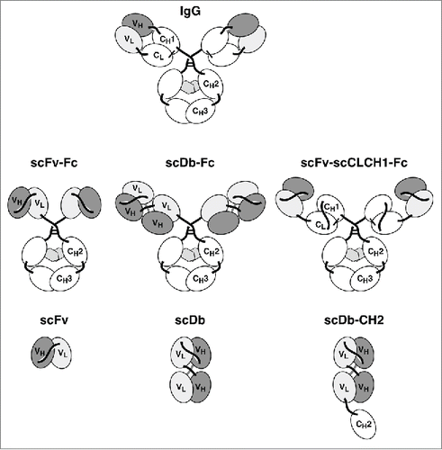 Figure 1. Schematic composition of the various proteins. Carbohydrates are shown as hexagonal gray symbols.