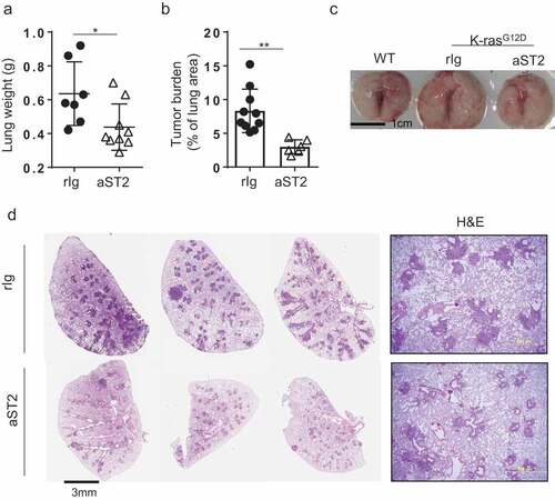 Figure 5. Depletion of ST2 positive Tregs resulted in reduction in lung tumor. (a) Lung weight (rIg; n = 7, anti-ST2; n = 9) and (b) tumor burden, calculated by percentage of lung area (rIg; n = 10, anti-ST2; n = 6). (c) Whole-lung lobes are shown. (d) H&E images of whole lung lobes (left panel) and high-magnification images (right panel). Three representative images per group are shown for whole lung lobes. Error bars represent s.d. from average