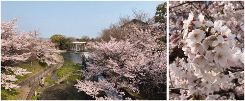 Figure 2. Cherry blossoms in full bloom in Kéagé area in front of the conference venu.