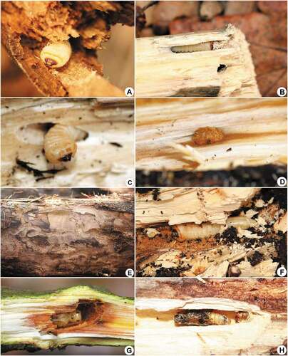 Figure 7. Immature stages, larval feeding galleries and microhabitats of cambio-xylophagous longhorn beetles: (a) Oplosia cinerea—larva in a linden branch; (b) O. cinerea—prepupal larva in its pupal cell in linden wood; (c) Xylotrechus rusticus—larva in its pupal cell deep in an aspen trunk; (d) X. rusticus—stopper of pupal cell made of moistened aspen sawdust; (e) X. rusticus—feeding galleries in an aspen trunk; (f) Prionus coriarius—larva in a hornbeam root; (g) Saperda populnea—pupa in its pupal cell in an aspen twig; (h) Saperda perforata—pupa in its pupal cell in an aspen trunk
