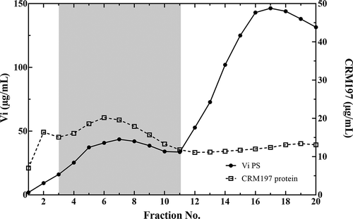 Figure 1. Separation of Typhax reaction products by size exclusion chromatography. The GMP Typhax (Vi PCMV) reaction mixture was applied to a 6 L Sephacryl® S1000 (9 cm x 90 cm) column equilibrated with 10 mM sodium phosphate buffer (pH 7.4) containing 5 mM NaCl. Fractions were collected and the amount of Vi PS (solid line) and CRM197 protein (dashed line) determined by the Stains-All® and Micro BCA™ assays, respectively. Fractions containing co-eluting peaks of Vi PS and CRM197 protein (gray box) were pooled to make the Typhax drug substance. Un-entrapped CRM197 protein eluted after fraction 20 thus its position is not shown on the chromatogram