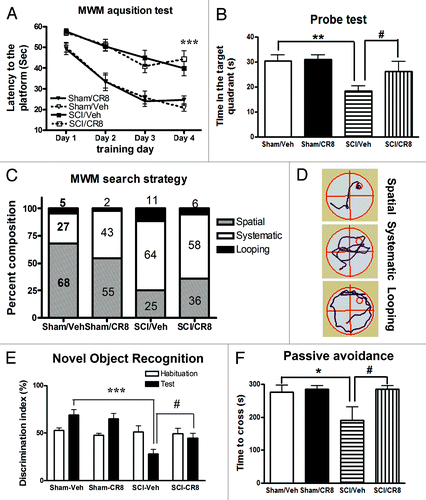 Figure 5. Cognitive functions are impaired in rats after SCI. (A) Acquisition trials in Morris water maze (MWM) test. A significant difference was detected between the Sham/Vehicle (n = 11) and SCI/Vehicle (n = 17) groups at training day 4 (***P < 0.001). No differences were found between the Sham/Vehicle (n = 11) and Sham/CR8 (n = 11) groups, SCI/Vehicle (n = 17) and SCI/CR8 (n = 14) groups. (B) Probe trial in MWM test. SCI/Vehicle rats spent significantly less time in the target quadrant compared with Sham/Vehicle group (**P < 0.01) and to SCI/CR8 group (#P < 0.05). (C) Search strategy. Systematic type is predominant in SCI/Vehicle group (64%) compared with Sham/Vehicle group (27%), whereas SCI rats with CR8 treatment displayed increased spatial type (36% vs. 25% from SCI/Vehicle rats) and reduced looping type (6% vs. 11% from SCI/Vehicle rats). (D) Representative types of search strategies. SCI rats showed less traveled distance than that in uninjured sham rats. (E) Assessment of the novel object recognition test. During the test phase, sham-injured rats showed the predicted preference for the novel object. In contrast, SCI/Veh rats had reduced preference to the novel object, and the discrimination index was 69.1 ± 5.5% for Sham/Veh (n = 11) and 28.0 ± 4.9% for SCI/Veh (n = 17, P < 0.001). CR8 treatment caused significant increase in the discrimination index (P < 0.05 vs SCI/Veh rats). (F) The passive avoidance (PA) test. There were no significant differences in the latency to enter the dark compartment in the training phase between the sham and the injured groups. Twenty-four hours after training, SCI/Vehicle rats (n = 10) spent significant less time to enter to the dark compartment compared with Sham animals (n = 11, *P < 0.05). CR8 treatment (n = 9) reversed these reduced latency (#P < 0.05, vs. SCI/Vehicle group).