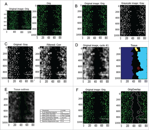 Figure 1. Imaging platform. After staining with a green fluorescent cell tracker and imaging, the original images are cropped into a region of interest (A) and converted into greyscale images (B). The images are then filtered using a Gaussian filter (C) and a 3-class threshold applied to distinguish the foreground from the background (D). The tissue assumed as foreground is measured in terms of its area and compared against the total area of the cropped image (E). The resulting images are then outlined (white line) and overlaid with the cropped image (F). Scale bar: 1 mm; x and y axxis in pixels