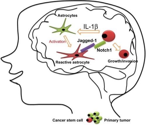 Figure 5 Proposed model for the growth of breast cancer stem cells in the brain.