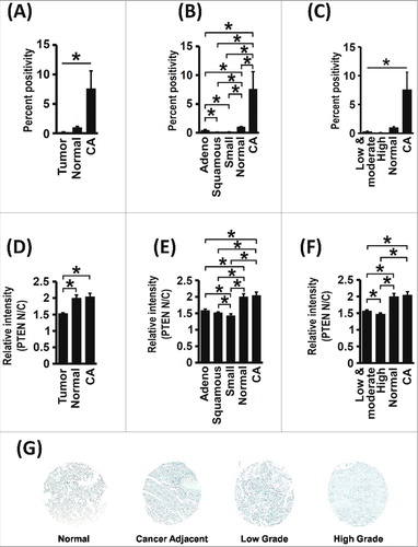 Figure 7. Total PTEN and Nuclear PTEN levels are Reduced in Human Lung Cancer Samples. (A) Total PTEN expression levels are reduced in lung tumor tissue when compared with normal and cancer adjacent (CA) lung tissue, as quantitatively examined by histological staining of a tissue microarray (No. of samples: 137 (tumor), 16 (normal), 13 (cancer-adjacent), *p<0.05). (B) Total PTEN expression levels are reduced in non-small cell lung tumors (adenocarcinoma and squamous cell carcinomas) and in small-cell lung tumors (No. of samples: 60 (adenocarcinoma), 57 (squamous carcinoma), 18 (small-cell lung cancer), 16 (normal), 13 (cancer-adjacent), *p<0.05). (C) Total PTEN levels decreased with increasing tumor grade (No. of samples: 87 (low and moderate grade), 31 (high grade), 16 (normal), 13 (cancer-adjacent), *p<0.05). (D) The nuclear to cytoplasmic ratio (N/C ratio) of PTEN levels is decreased in tumor tissue when compared with normal and cancer adjacent lung tissue (No. of samples: 160 (tumor), 20 (normal), 10 (cancer-adjacent), *p<0.05). (E) PTEN N/C ratios are reduced in non-small cell lung tumors (adenocarcinoma and squamous cell carcinomas) and in small-cell lung tumors (No. of samples: 66 (adenocarcinoma), 71 (squamous carcinoma), 22 (small cell lung cancer), 20 (normal), 10 (cancer-adjacent), *p<0.05). (F) PTEN N/C ratios decreased with increasing tumor grade (No. of samples: 96 (low and moderate grade), 37 (high grade), 20 (normal), 10 (cancer-adjacent), *p<0.05). (G) Representative images showing total PTEN levels in patient lung tumor samples.