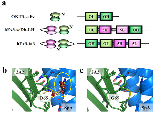 Figure 1. (a) schematic depiction of small antibodies we used in this study. (b, c) structural prediction and analysis of interaction interface at position 65. (b) mutagenesis of aspartic acid at position 65 on the VH domain of 2A2; collision sites are depicted with a yellow dotted line. (c) glycine in the VH domain of 2A2 classified as VH3 in the cocrystal structure.