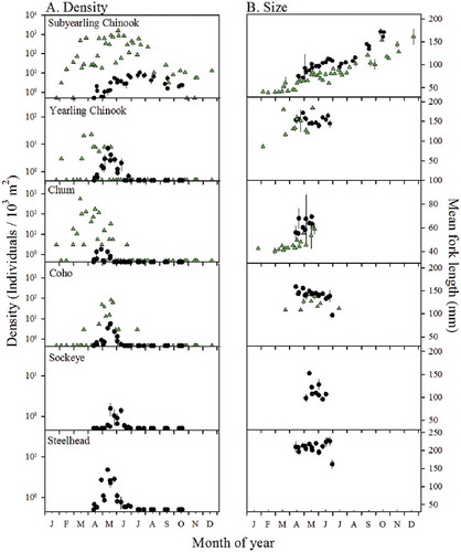 FIGURE 4. Time series comparing the density (left column) and mean FL (right column) of salmonids sampled at channel (circles; ±SE) and shoreline (triangles) habitats of the Columbia River estuary. Note the differences in y-axis scale between plots. No Sockeye Salmon or steelhead were sampled at the shoreline.