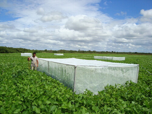 Figure 5. Honey bee exclusion experiment: caged plots in soybean plantation.