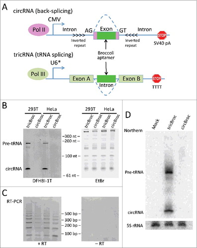 Figure 3. Testing in vivo methods of RNA circularization using the Broccoli RNA aptamer as a reporter. (A) Schematic of the 2 constructs, where the bright green box indicates the placement of the Broccoli aptamer sequence. The dotted arcs indicate the splice junctions. The U6* promoter includes the first 27 nucleotides of U6 snRNA in the transcriptional unit. This promotes 5′ cappingCitation60 and enhances stability of the expressed RNA, resulting in a higher yield of tricRNAs.Citation10 (B) In-gel imaging following transient transfection of the reporter constructs into HeLa and 293T cells. The left hand image is the DFHBI-1T stain, which binds to all Broccoli-containing RNAs. In this image, the top band is the pre-tRNA and the lower band is the circular RNA. The doublet of bands in the first lane is most likely due to transcription beginning from both the external U6 promoter, which has a longer 5′ leader sequence, and the internal tRNA promoter. The right hand image is the ethidium bromide stain of the same gel, which marks total RNA. (C) RT-PCR was performed on cDNA generated from the RNA used in Fig. 3B. Diverging PCR primers were used (similar to Fig. 2A), such that they only generate products of the appropriate size from a circularized template (see also Fig. 2D). In this experiment, the lengths for tricBroc and circBroc are 77 nt and 76 nt, respectively. (D) Northern blot analysis was performed to quantitatively assess circRNA expression in 293T cells.