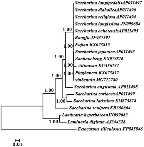 Figure 1. Phylogenetic tree constructed based on combined mtDNA protein-encoding genes using Bayesian analysis.
