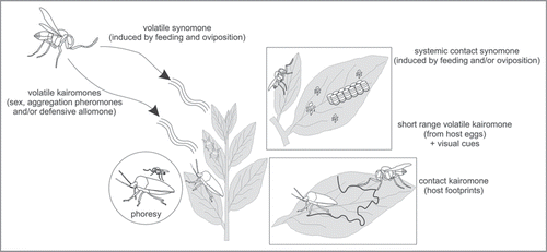 Figure 1 Overview of the chemical cues involved in the host location process in the host-egg parasitoid associations of true bugs and scelinoid wasps. To find host eggs, parasitoids can use semiochemicals originating from the host eggs (direct host-related cues) or indirect host-related cues from adults of the host species.