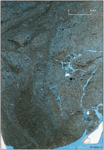 Figure 7. Limestone clasts of variably rotated orientation within a dense muddy matrix exhibiting flow laminae. Lower fault zone, NPCL 4, Brumbys 1. Horizontal field of view is 23 mm; blue denotes porosity.