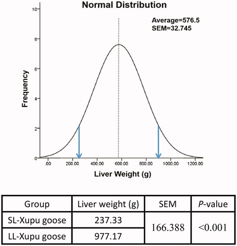 Figure 1. Normal distribution and statistical analysis of the liver weight (N = 42). Normal distribution curve of liver weight in Xupu geese, dashed vertical axis represents mean of the average liver weight (576.5 g), the left part of the arrow showed interval of the SL-Xupu geese, the right part of the arrow showed interval of the LL-Xupu geese.