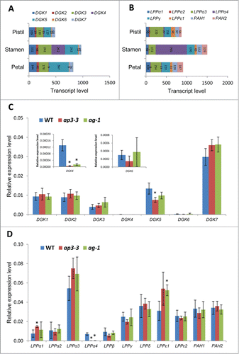 Figure 2. Gene expression analysis for DGKs and PAPs in the flowers of ap3-3, ag-1 and wild type of Arabidopsis thaliana by quantitative reverse transcription-PCR (qRT-PCR) in comparison with published microarray data of wild-type floral organs. (A, B) Transcript levels of DGKs (A) and PAPs (B) in different floral organs of Arabidopsis thaliana by published microarray data (Affymetrix ATH1 Arabidopsis Genome Arrary).Citation12 (C, D) Relative gene expression of 7 DGKs (C) and 11 PAPs (D) analyzed by quantitative qRT-PCR in the flowers of wild type, ap3-3, and ag-1. Data are mean ±SD of 6 replicates including 3 technical replicates of 2 biological replicates. Asterisks indicate significance (p < 0.01) from wild type. Total RNA was extracted from the samples using RNeasy plant mini kit (Qiagen), followed by reverse-transcription to cDNA by SuperScript III reverse-transcription kit (Invitrogen) as described previously.Citation7 qRT-PCR was performed with specific primers designed for each target genesCitation6 using 7500 Real Time PCR System (Life Technologies, Carlsbad, CA). Actin was used as a reference,Citation6 and primer specificity was examined previously.Citation6