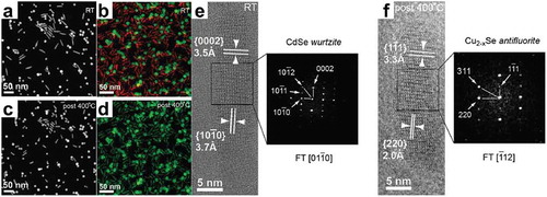 Figure 10. (a-d) HAADF-STEM images and EFTEM maps of Cu2Se nanospheres and CdSe nanorods at RT (a, b) and after annealing at 400ºC (c, d). Cu and Cd are indicated in green and red, respectively; (e) HRTEM image and corresponding 2D-FFT pattern of a representative hcp CdSe nanorod at RT; (f) HRTEM image and corresponding 2D-FFT pattern of the same nanorod after annealing to 400ºC. Its length is slightly diminished and its crystal structure has changed to fcc. Adapted with permission from [Citation31]. Copyright [2016] American Chemical Society.