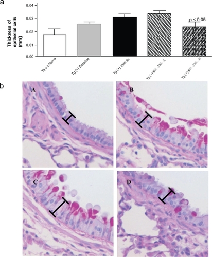 Figure 3 Effect of SD-282 on the hyperplasia of airway wall epithelial cells induced in the CC10:IL-13 transgenic asthma model and analyzed following PASH stain. [a] SD-282 at a high-dose significantly reduces the thickness of epithelial cells (p < 0.05). The noted values represent the MEAN ± SD on a minimum of eight animals. [b] PASH staining of lung sections, x400 from Tg (−) naïve (A), Tg (+) baseline (B), Tg (+) vehicle(C), and Tg (+) SD-282H (D). Increased thickness of epithelial cells is seen in both baseline (B) and vehicle-treated Tg (+) mice (C) compared with Tg (−) mice (A), and decreased thickness of epithelial cells is seen in the SD-282 high-dose treated Tg (+) mice (D).