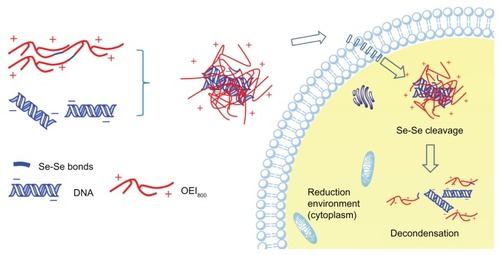 Figure 10 Schematic illustration of decondensation of reduction-sensitive complexes in the intracellular environment.