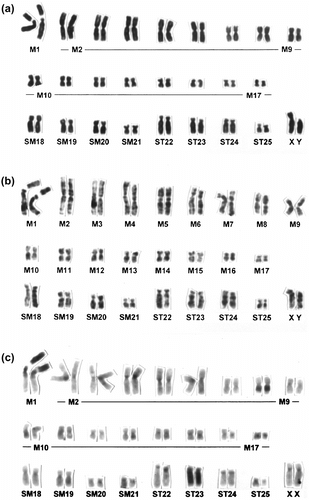 Figure 1 Conventionally stained (a), G-banded (b) and C-banded (c) karyotypes of C. platycephala (specimen nos.: MAI-461 for conventionally stained and G-banded karyotypes and MAI-598 for C-banded ones).