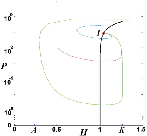 Figure 2. Phase-space portrait on a semi-log scale. (Namely, we plot (H,P) in a linear scale for H and logarithm scale for P, in order to show the variation of values of P over several orders of magnitude.) The boundary equilibria are located from both sides of the reference point Href=1/(sγ)=1 (for sγ=1), so that A<Href<K; hence, there exists one interior equilibrium (HI*,PI*). The interior equilibrium is located between Href<HI*<K (Theorem 2) that can be also verified from the geometric locus of the interior equilibrium (black line).