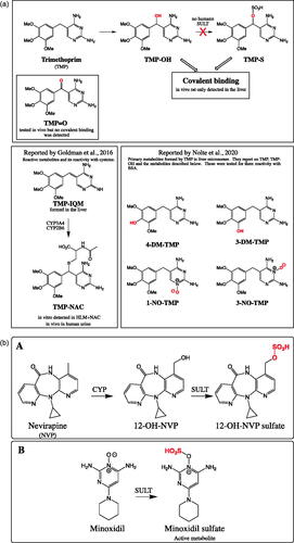 Figure 6. (a) Overall reported trimethoprim (TMP) and its reactive metabolites. In vivo rat studies, TMP formed significant hepatic covalent binding but not with α-hydroxy-TMP (TMP-OH) and α-keto-TMP (TMP = O). In vitro TMP-OH and TMP-S formed covalent binding in S9 fractions with liver ≫ skin. Finally, no human SULT was found to convert TMP-OH to TMP-S. In the two lower boxes strucutres of TMP reactive metabolites and primary metabolites reported by Goldman et al. Citation2016 and Nolte et al. Citation2020. (b) (A) The reaction for the nevirapine (NVP) CYP-mediated metabolism to 12-hydroxy NVP (12-OH-NVP) and its subsequent metabolism by human sulfotransferases (SULT). (B) Minoxidil formation of pharmacologically active minoxidil sulfate.