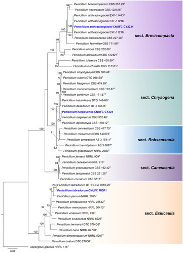 Figure 2. Maximum-likelihood (RAxML) analysis based on combined ITS, BenA, CaM, and RPB2 sequence data showing the relationship of the isolates CNUFC CY2234, CNUFC MOP1, and CNUFC CY224 with related species in sections Brevicompacta, Canescentia, Chrysogena, Exilicaulis, and Robsamsonia of the genus Penicillium. The numbers above or below the branches represent maximum-likelihood bootstrap percentages. Bootstrap values equal to or greater than 70% are indicated above or below the branches. Aspergillus glaucus NRRL 116 was used as the outgroup. The newly generated sequence is indicated in blue.